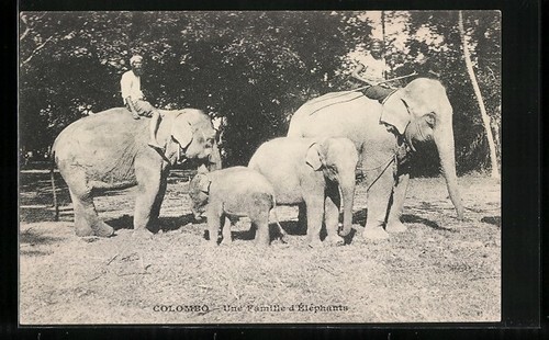 Colombo une famille - colombo,,