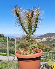 ?Vaso Ø 9Cm Pianta CYLINDROPUNTIA OPUNTIA HYSTRYX Whipplei Rare Plant?+Omaggio