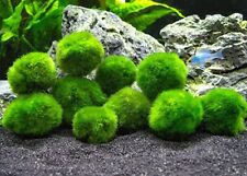 10 pezzi di Pianta Cladophora Aegagropila (Marimo) Alga palla Muschio 2-3 cm
