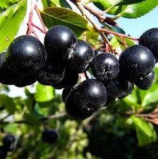 Aronia Nero 2L - Resistente