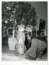 1953 ZOO DI NAPOLI Ghepardo al