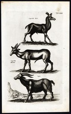 Stampa antica-CAPRIOLO-CAPRA-CAPRA-CAPREOLO-MAMMIFERI-Jonston-Merian-1657