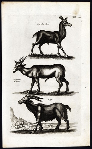 Stampa
