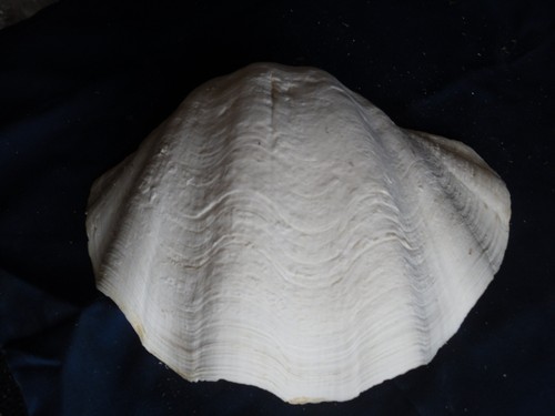 Tridacna gigas mezzo - gigas,