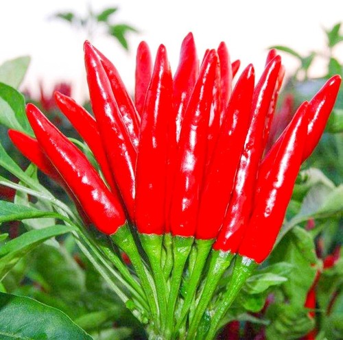 Semi peperoncino thai piccante - peperoncino,