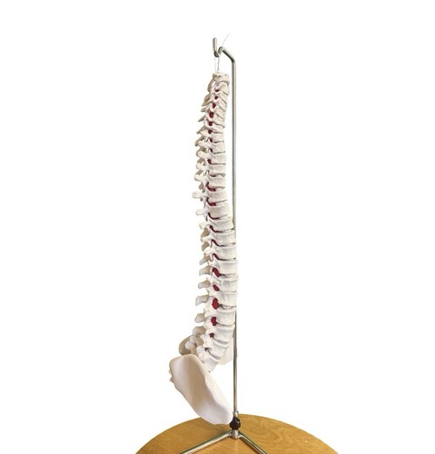 Modello spine flessibile e - modello,