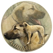 CANGAL cane pastore anatolico