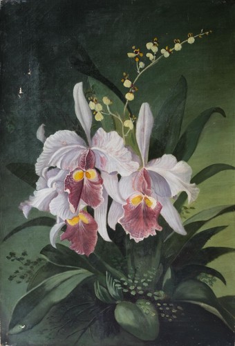Fiori orchidee bouquet - fiori, orchidee,