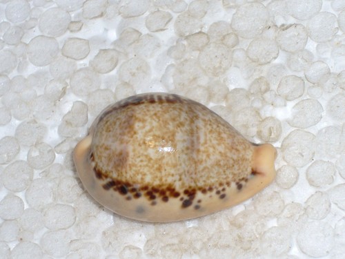 Cypraea hungerfordi wooooooow - hungerfordi,