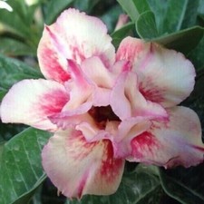 10 semi di ADENIUM OBESUM NAM WAAN, Rosa del Deserto + OMAGGIO