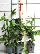 Morus rotundifolia "Mojo-Berry" / Varietà di Nano - Gelso - Pianta -