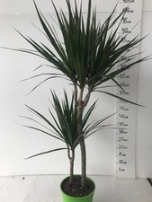 Pianta Dracaena Marginata
