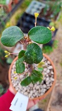 Euphorbia SP  succulente