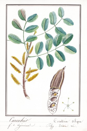 Johannisbrotbaum carob - johannisbrotbaum,