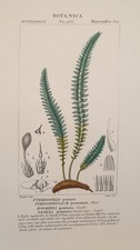 TURPIN PTERIGOFILLO PENNATO HOOKERIA PENNATA BOTANICA 1831 BOTANY BOTANY 