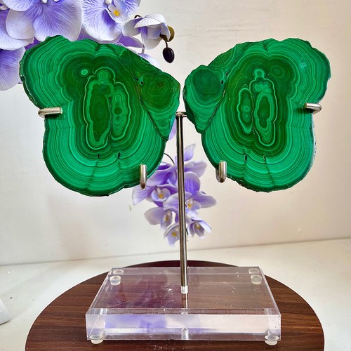 Ali farfalla malachite - di,