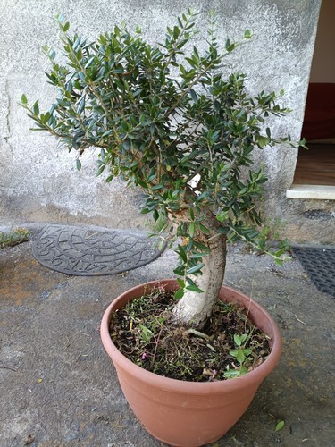 Ulivo bonsai vaso olivo - bonsai,
