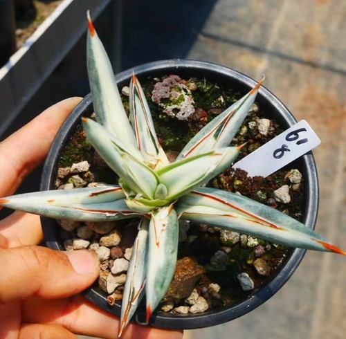 Rara pianta sansevieria - pianta,