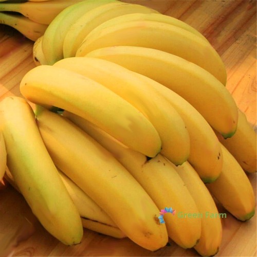 100 semi big hainan giallo - 100,