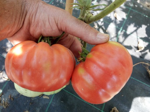 Pomodoro belmonte calabro - belmonte,