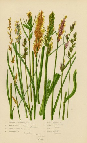 Stampa botanica antica 1899 - antica,