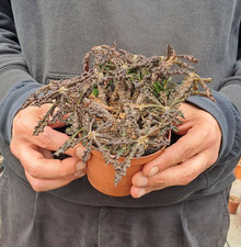 Euphorbia decaryi var