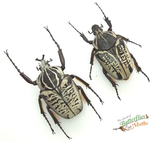 Goliathus albosignatus - goliathus,