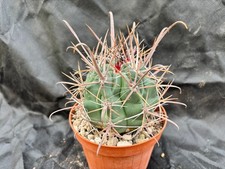 FEROCACTUS SANTAMARIA IL