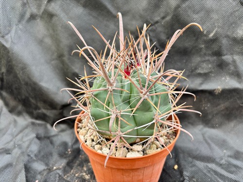 Ferocactus santamaria - ferocactus, il