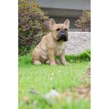 Statua bulldog francese seduto - statua,