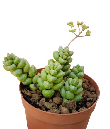 Crassula elegans pianta grassa - crassula,