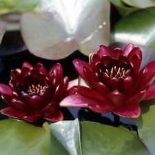 Semi nymphaea black - 15,