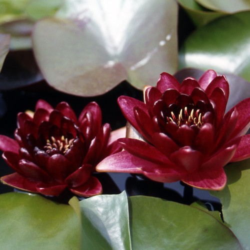 Semi nymphaea black - di,
