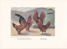 Galli nani bantam razze - nani,