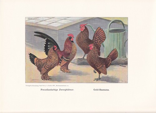 Polli nani gallo razze - , di