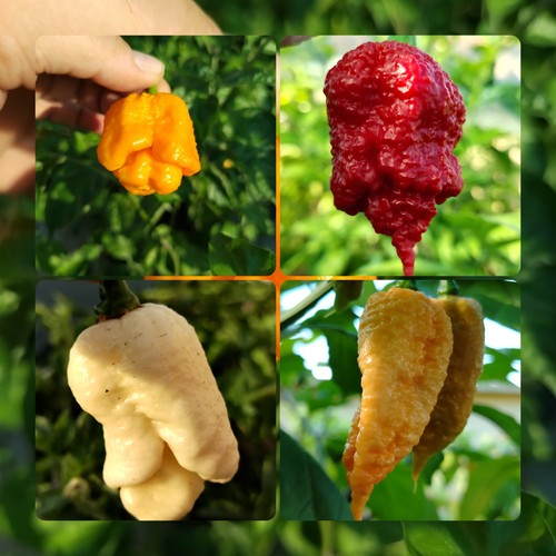 Mix varietà semi di - semi,