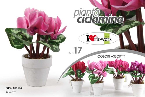 Pianta ciclamino piantina - pianta,