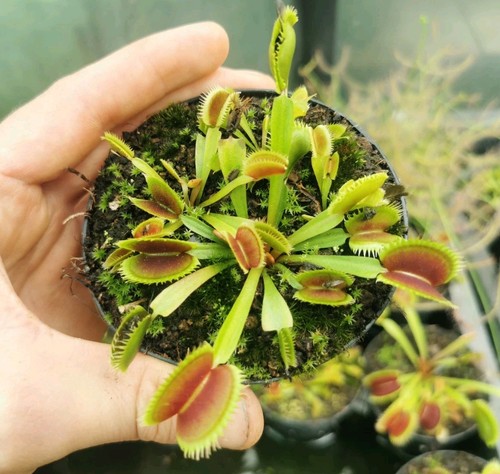 Dionaea muscipula brutal - muscipula, "brutal