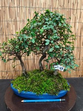 Bonsai di Olmo cinese h 36cm