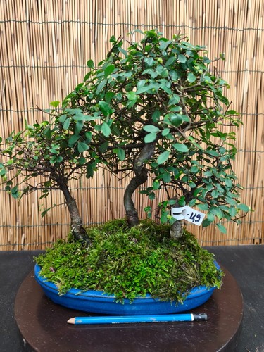 Bonsai olmo cinese 36cm - olmo, h