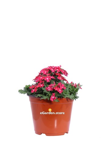 Pianta vera verbena tapien - vera,