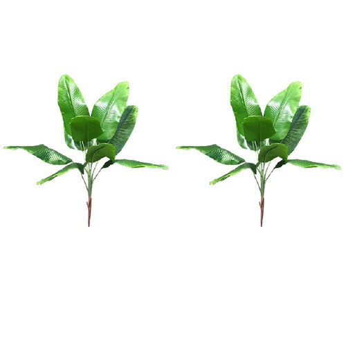 Piante tropicali foglie - piante,