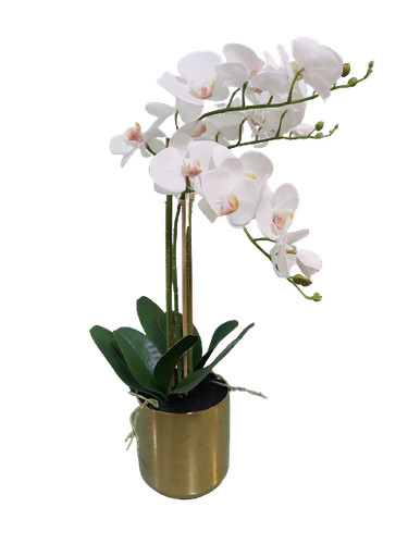 Orchidea white pianta con vaso - white,