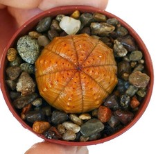 Euphorbia obesa ARANCIONE - Pianta da baseball | Pianta da basket