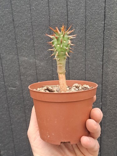 Euphorbia viguieri