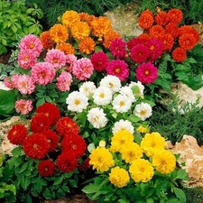 Semi di dalia Piccolo mix semi