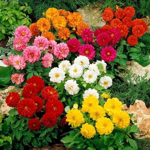 Dalia piccolo mix semi fiori - mix,