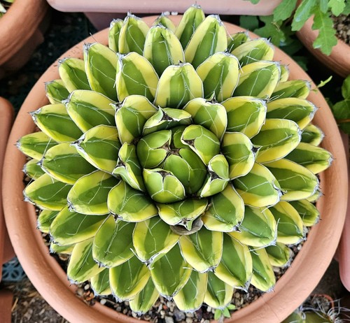 Agave victoriae reginae cream - agave, "cream