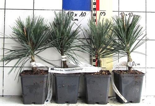 Pinus flexilis vanderwolf - pinus, "vanderwolf's