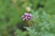 Nikon NUOVO NIKKOR 85mm f/1.8